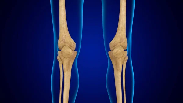Illustration Mänskliga Skelett Anatomi Ben Patella — Stockfoto