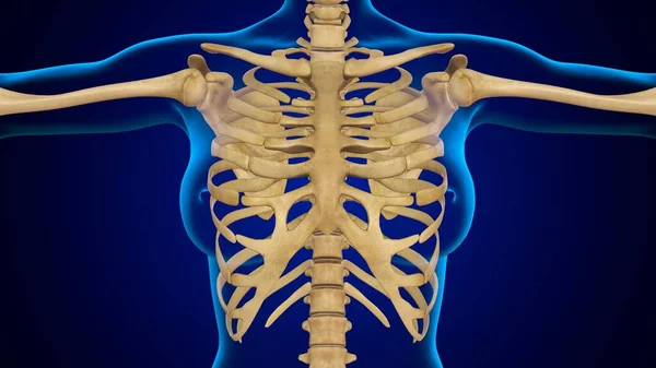 Ilustración Huesos Anatomía Del Esqueleto Humano Caja Torácica — Foto de Stock