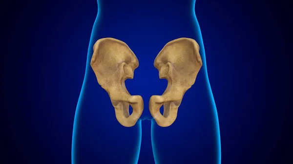 Illustratie Menselijk Skelet Anatomie Beenderen Van Pelvis Hip — Stockfoto