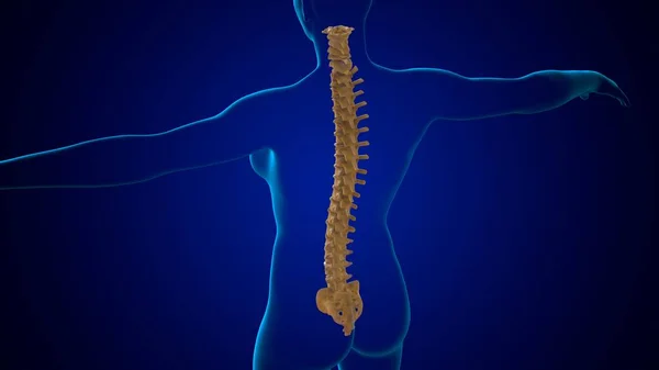 Illustration Human Skeleton Vertebral Column Anatomy Medical Concept — 스톡 사진