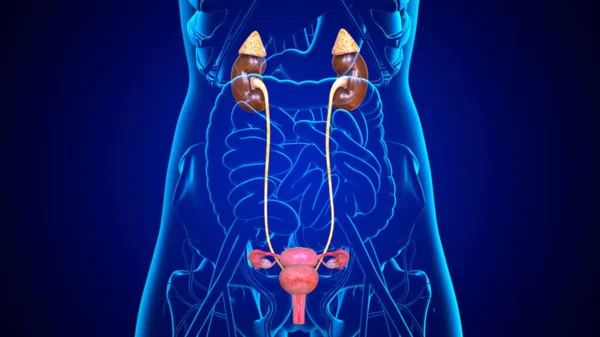 Sistema Urinario Femenino Ilustración Con Útero Para Concepto Médico — Foto de Stock