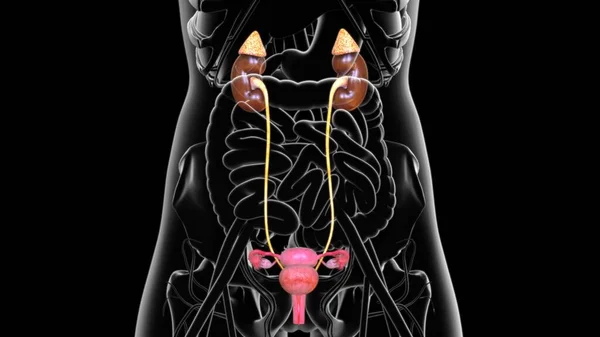 Illustration Système Urinaire Féminin Avec Utérus Pour Concept Médical — Photo