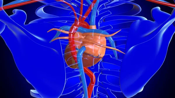 3Dイラスト 医学的概念のための女性の心臓解剖学 — ストック写真