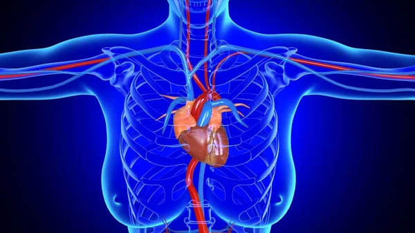 Ilustracja Kobieta Anatomia Serca Dla Koncepcji Medycznej — Zdjęcie stockowe
