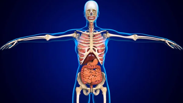 Boyutlu Görüntü Nsan Skeleti Anatomisi Tıbbi Konsept Çin Sindirim Sistemi — Stok fotoğraf