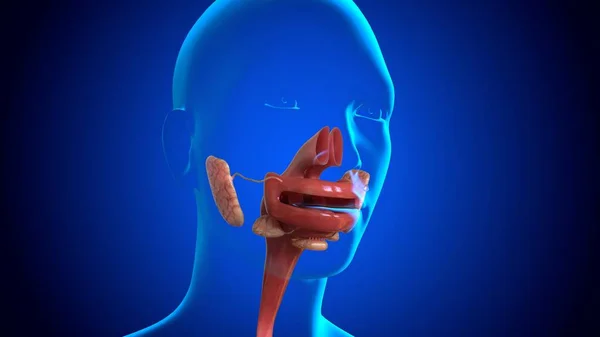 人类口腔上食管用于医学概念的三维解说 — 图库照片