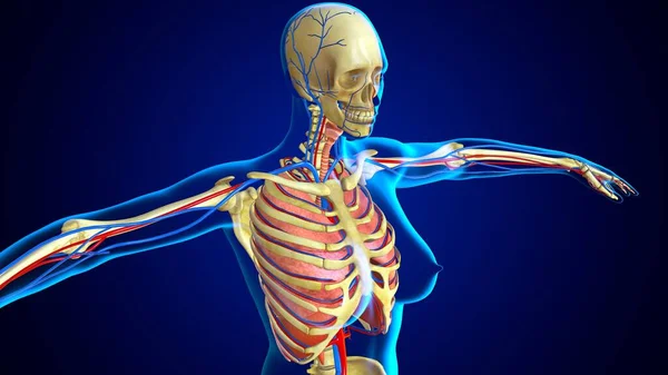 Ilustración Esqueleto Humano Caja Torácica Con Pulmones Para Concepto Médico — Foto de Stock