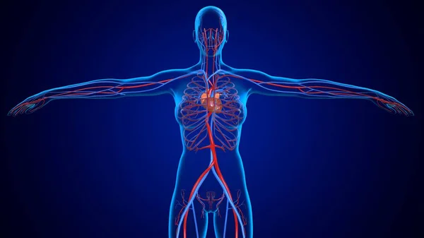 3D演示人类循环系统心脏换医学概念 — 图库照片