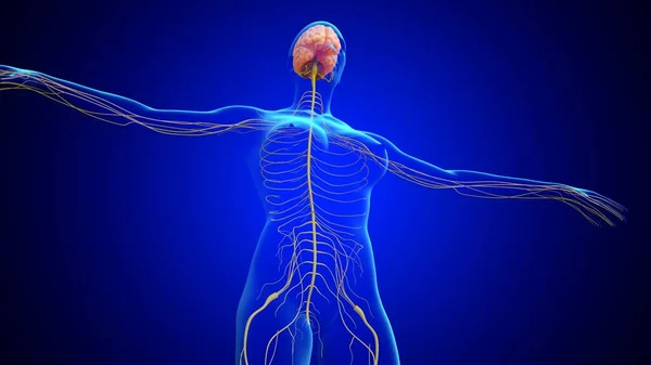 Ilustración Anatomía Del Cerebro Humano Con Sistema Nervioso Para Concepto — Foto de Stock