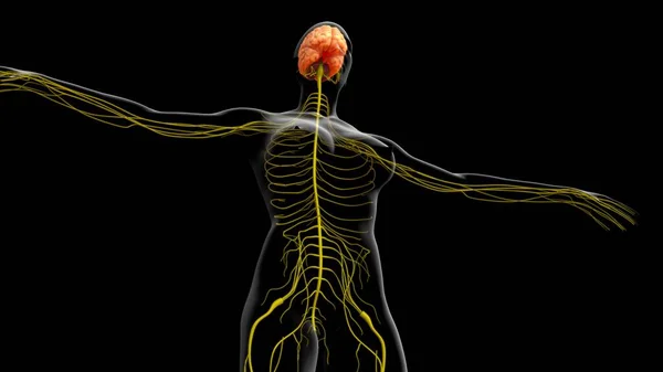 Ilustración Anatomía Del Cerebro Humano Con Sistema Nervioso Para Concepto — Foto de Stock