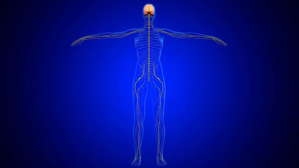Anatomia Cérebro Humano Ilustração Com Sistema Nervoso Para Conceito Médico — Fotografia de Stock