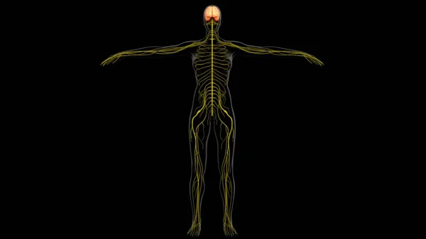 Ilustracja Anatomia Mózgu Człowieka Układem Nerwowym Dla Koncepcji Medycznej — Zdjęcie stockowe