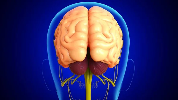 Ilustración Anatomía Del Cerebro Humano Con Sistema Nervioso Para Concepto —  Fotos de Stock