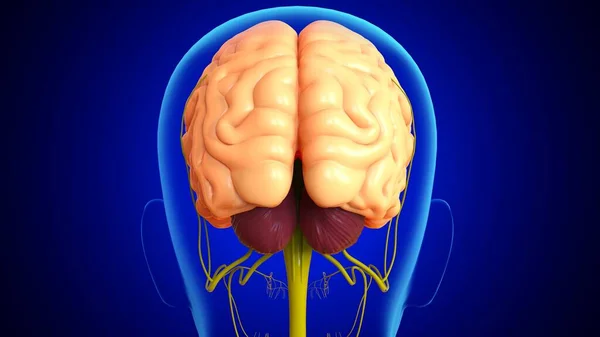 Anatomia Cérebro Humano Ilustração Com Sistema Nervoso Para Conceito Médico — Fotografia de Stock