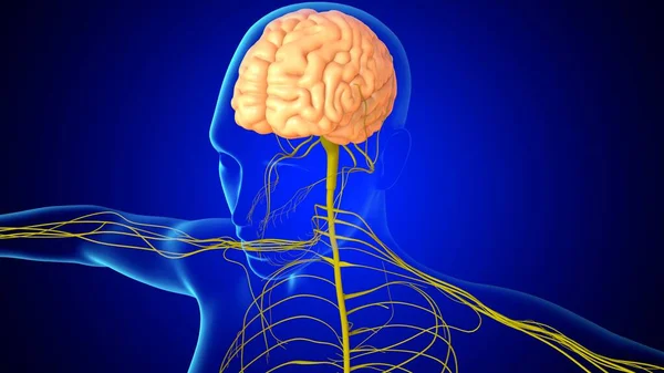 Anatomia Cérebro Humano Ilustração Com Sistema Nervoso Para Conceito Médico — Fotografia de Stock