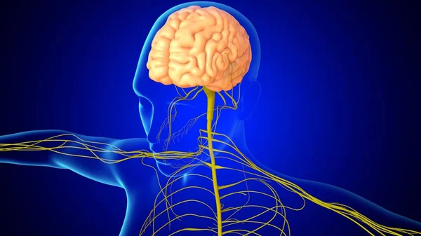 Ilustración Anatomía Del Cerebro Humano Con Sistema Nervioso Para Concepto — Foto de Stock