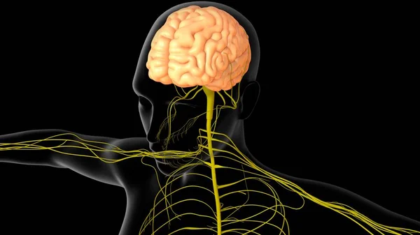 Anatomia Cérebro Humano Ilustração Com Sistema Nervoso Para Conceito Médico — Fotografia de Stock