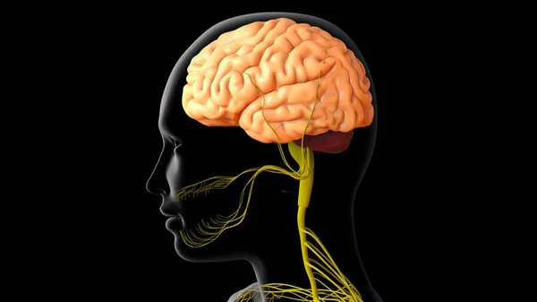 Anatomia Cérebro Humano Ilustração Com Sistema Nervoso Para Conceito Médico — Fotografia de Stock