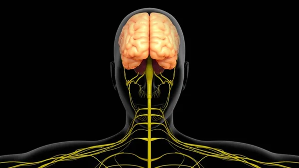 3Dイラスト 神経系を用いた人間の脳解剖学 — ストック写真
