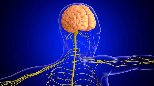 Illustration Menschliches Gehirn Anatomie Mit Nervensystem Für Medizinisches Konzept — Stockfoto