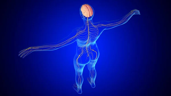 Ilustracja Anatomia Mózgu Człowieka Układem Nerwowym Dla Koncepcji Medycznej — Zdjęcie stockowe