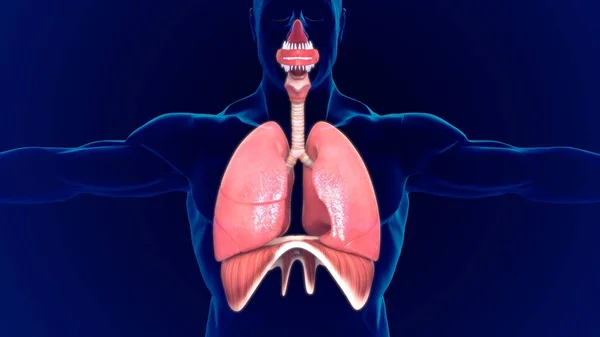 Anatomia Humana Dos Pulmões Ilustração Com Diafragma Para Conceito Médico — Fotografia de Stock