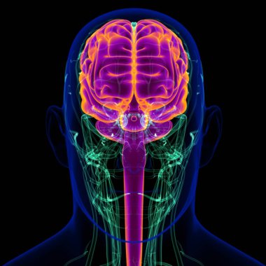 Tıbbi Konsept İçin Dolaşım Sistemi Anatomisine sahip 3B İnsan Beyni