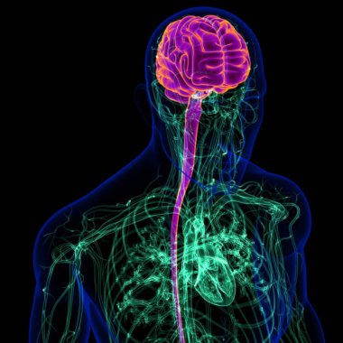 Tıbbi Konsept İçin Dolaşım Sistemi Anatomisine sahip 3B İnsan Beyni