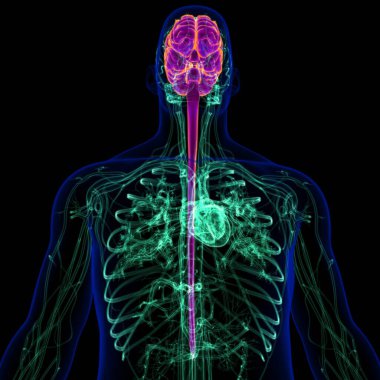 Tıbbi Konsept İçin Dolaşım Sistemi Anatomisine sahip 3B İnsan Beyni