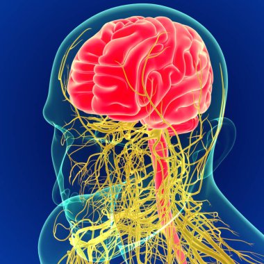 Sinir sistemi anatomisi olan 3 boyutlu insan beyni. (3 boyutlu beyin)