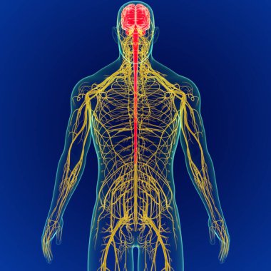 Sinir sistemi anatomisi olan 3 boyutlu insan beyni. (3 boyutlu beyin)