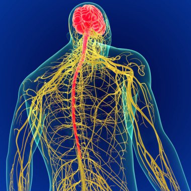 Sinir sistemi anatomisi olan 3 boyutlu insan beyni. (3 boyutlu beyin)