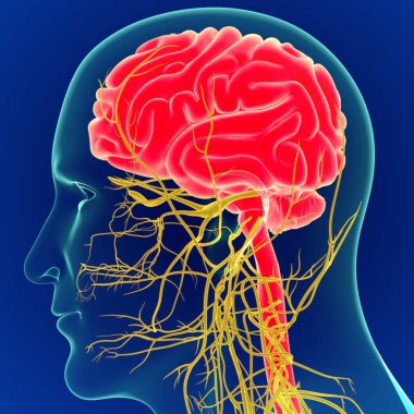 Sinir sistemi anatomisi olan 3 boyutlu insan beyni. Mavi arkaplan.