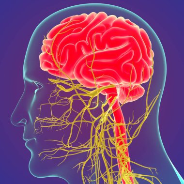 Sinir sistemi anatomisi olan 3 boyutlu insan beyni. Açık Mor arkaplan