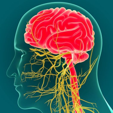 Sinir sistemi anatomisi olan 3 boyutlu insan beyni. Yeşil arkaplan