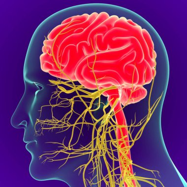 Sinir sistemi anatomisi olan 3 boyutlu insan beyni. (3D Beyin) Koyu Mor Arkaplan