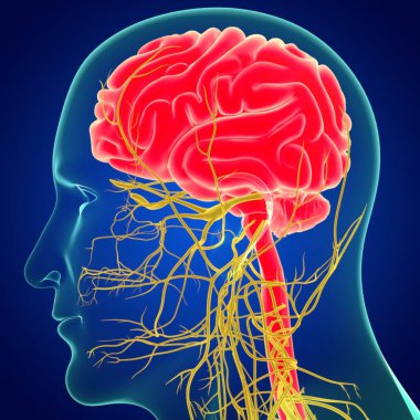 Sinir sistemi anatomisi olan 3 boyutlu insan beyni. (3 Boyutlu Beyin) Koyu Mavi Arkaplan
