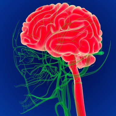 Dolaşım Sistemi Anatomisi olan 3 boyutlu İnsan Beyni. (3 boyutlu beyin)