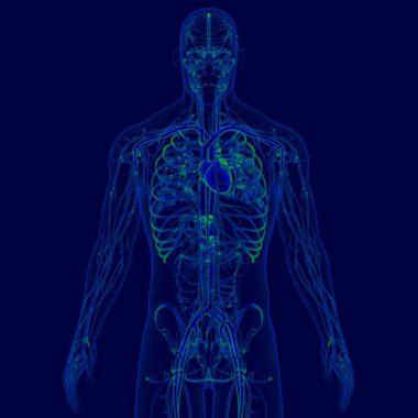 Tıbbi Konsept İçin Dolaşım Sistemi Anatomisi olan 3B İnsan Kalbi