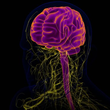 Tıbbi Konsept için sinir sistemi anatomisi olan 3D İnsan Beyni