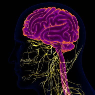Tıbbi Konsept için sinir sistemi anatomisi olan 3D İnsan Beyni