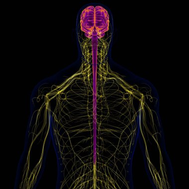Tıbbi Konsept için sinir sistemi anatomisi olan 3D İnsan Beyni