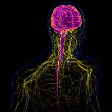 Tıbbi Konsept için sinir sistemi anatomisi olan 3D İnsan Beyni