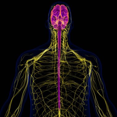 Tıbbi Konsept için sinir sistemi anatomisi olan 3D İnsan Beyni
