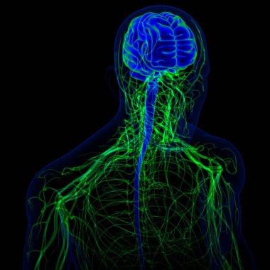 Tıbbi Konsept için sinir sistemi anatomisi olan 3D İnsan Beyni