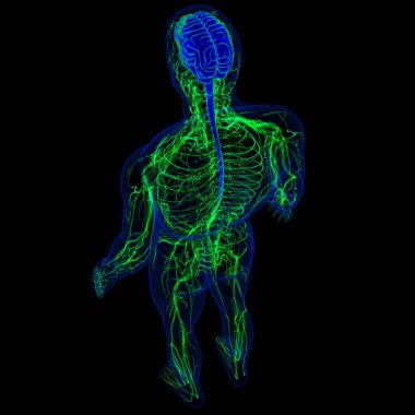 Tıbbi Konsept için sinir sistemi anatomisi olan 3D İnsan Beyni