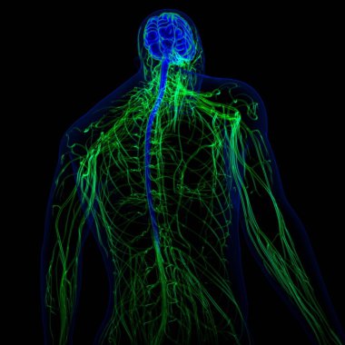 Tıbbi Konsept için sinir sistemi anatomisi olan 3D İnsan Beyni