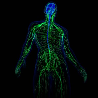 Tıbbi Konsept için sinir sistemi anatomisi olan 3D İnsan Beyni