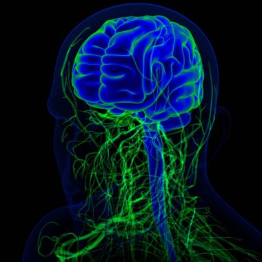 Tıbbi Konsept için sinir sistemi anatomisi olan 3D İnsan Beyni