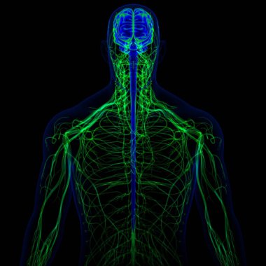 Tıbbi Konsept için sinir sistemi anatomisi olan 3D İnsan Beyni
